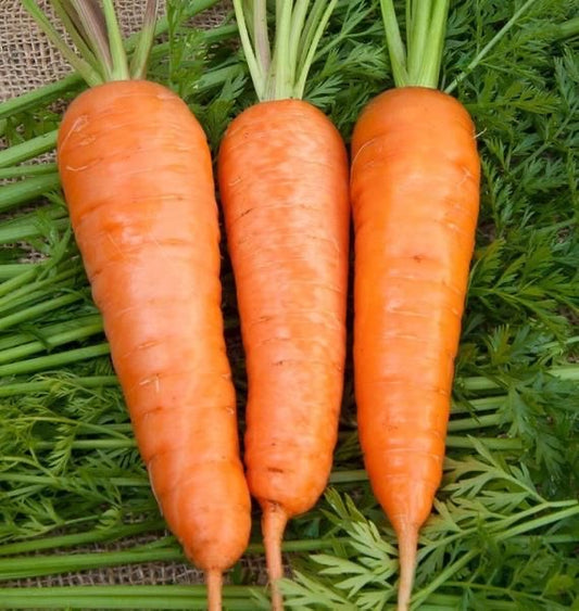 Carrot Seed (1g)